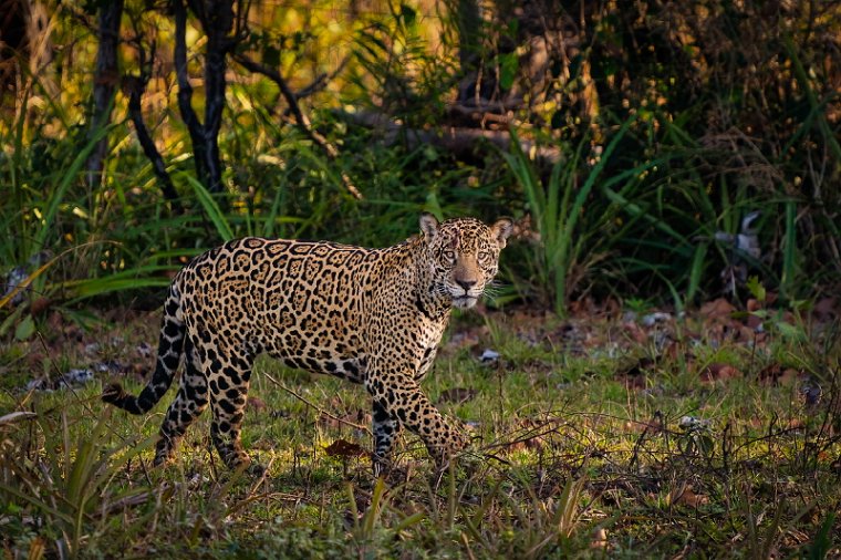 113 Zuid Pantanal, jaguar.jpg